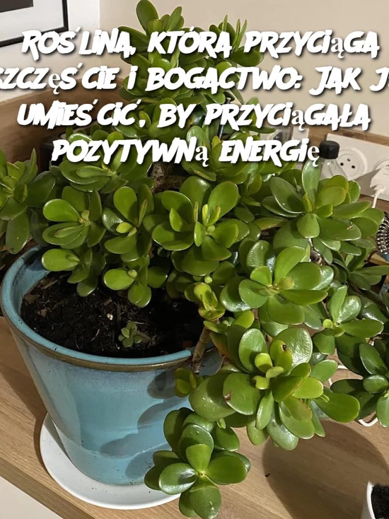 Roślina, która przyciąga szczęście i bogactwo: Jak ją umieścić, by przyciągała pozytywną energię?